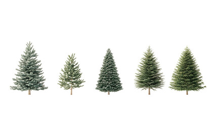 Obraz premium Variety of realistic pine trees on black background