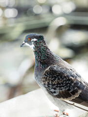 Close-up portrait of a pigeon with iridescent feathers and orange eye, standing balcony on a white...