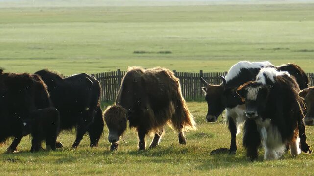 A herd of yaks is walking along the field in the summer cloudy morning.