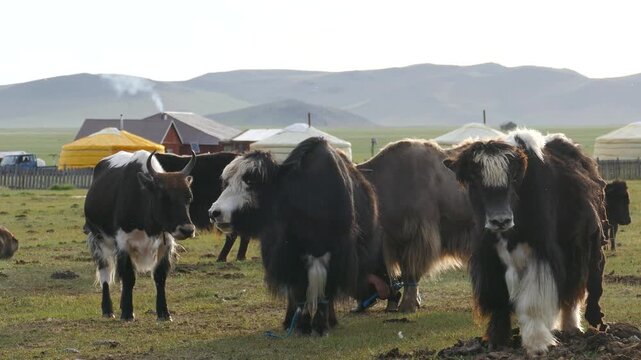 A herd of yaks against the backdrop of yurts and mountains in the distance, yak tangle their feet.