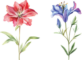 Fototapeta premium Watercolor Illustration of Red and Blue Flowers on White Background Botanical Art