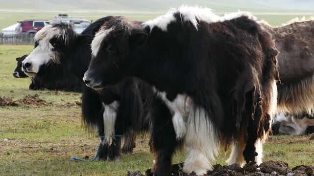 Two pretty black and white yaks stand next to a sunny summer morning.