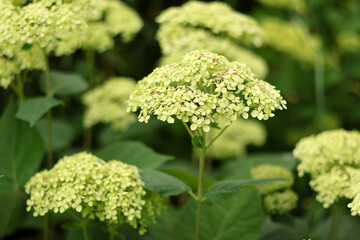 Lime colored arborescens hydrangea in bloom