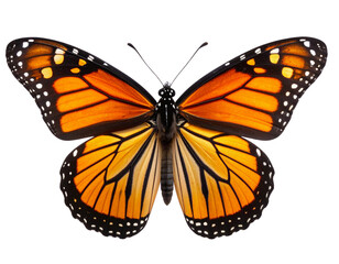 Realistic Monarch Butterfly with Open Wings, Top View, Transparent Background