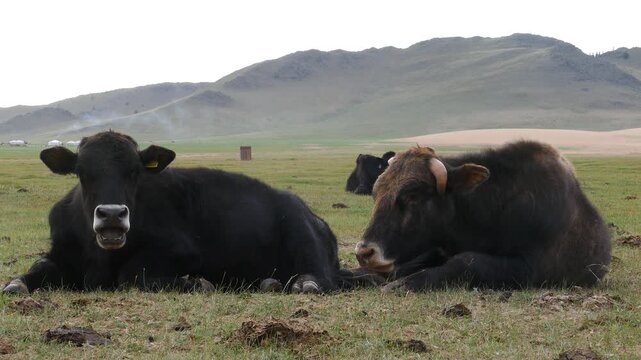 Two cows lie on the grass in a cloudy summer morning.