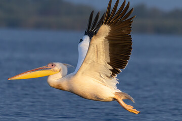 Rosapelikan im Flug