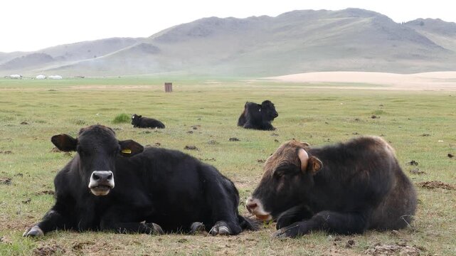 Two bulls lie on the grass in a cloudy summer morning.