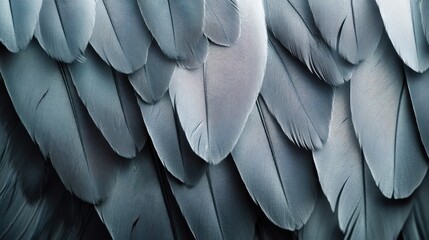 Fototapeta premium Close-Up of Soft Gray Feathers Displaying Intricate Textures and Patterns