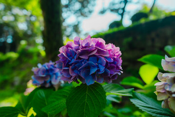 Azisai at Wakayama Castle in Wakayama, Japan