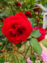 red rose in garden