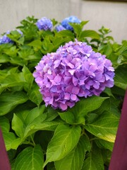 purple hydrangea flowers