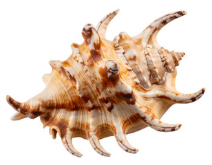 Fototapeta premium Detailed Spider Conch Seashell with Spiral Horns, isolated PNG