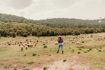 Fototapeta premium A man in a cowboy hat stands in a field with a herd of sheep