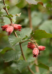 Bunches of red-leaved hazelnuts on branches
