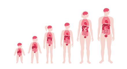 Internal organs in the human body