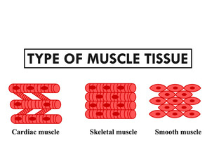 Types of muscle cell or tissue diagram.cardiac, skeletal, and smooth muscle.Education concept.Labeled for biology or science teaching and medical infographic use.Educational.Vector illustration.