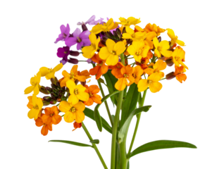 Side View of a Wild Wallflower Stem with Mixed Color Blossoms and Narrow Leaves, Transparent Background” 