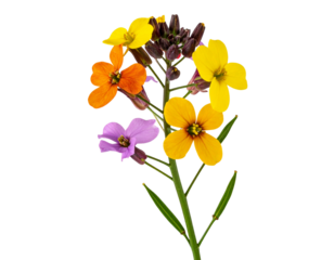  Side View of a Wild Wallflower Stem with Mixed Color Blossoms and Narrow Leaves, Transparent Background” 