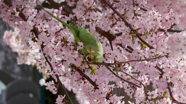 A green parrot perches on a cherry blossom branch, surrounded by delicate pink flowers, with a blurred brick wall in the background.