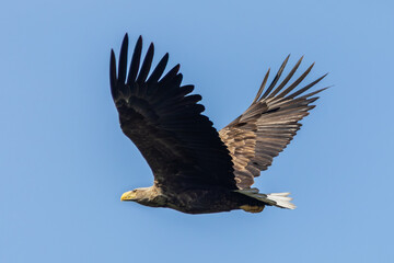 Seeadler im Flug
