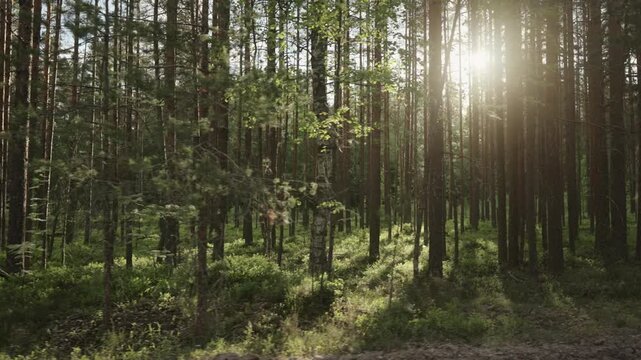 Slow motion driving plate through green pine forest on a sunny summer day