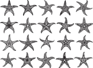 Starfish SVG