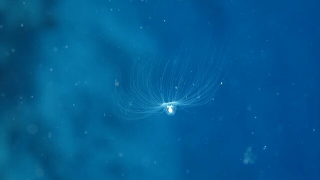 Turritopsis nutricula Turritopsis dohrnii Oceania O.armata immortal underwater 