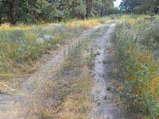 sand road in the forest. video 4k 60 fps. Video from a flying drone, the car drives along a country...