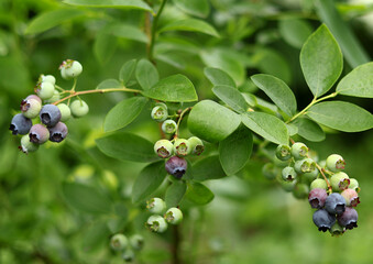 Clusters of blueberries in the process of ripening