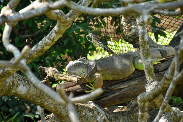 iguana on a tree