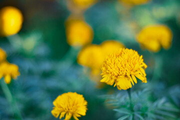 yellow flowers in the garden