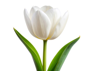 Naklejka premium Minimalist Single White Tulip in Side Profile, isolated on transparent background