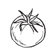 Whole tomato vegetable with leaves in black brush stroke texture isolated on white. Hand drawn vector sketch illustration in vintage charcoal ink. Agriculture, farm product label, healthy nutrition