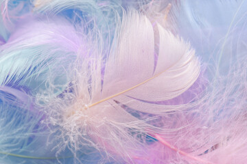 Obraz premium Closeup view of colorful feathers. Angelic pastel background