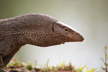 A monitor lizard in Sri Lanka walks slowly across the ground.