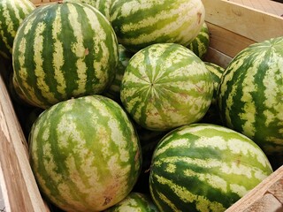watermelons and melons