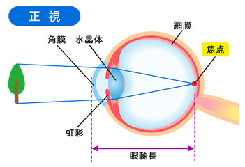 目の構造　正視　視力