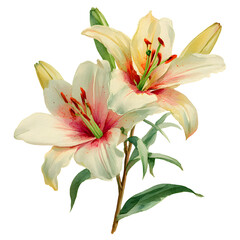 Fototapeta premium Watercolor Lily Illustration - Floral Art, Botanical Painting, Isolated on White Background