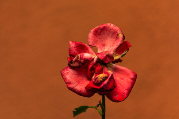 red and white orchid