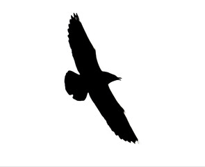 silhouette black bird on white background. Animal silhouette concept, animal illustration.
