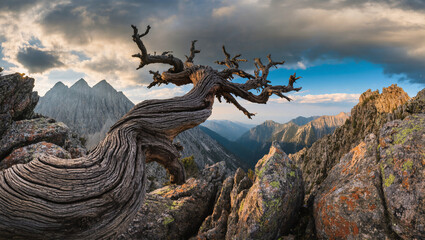 Fototapeta premium Whispers of the High Mountain Juniper