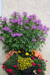 Dekorativer bunter Blumentopf vor dem Hauseingang