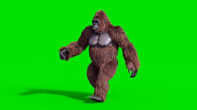 Animated Gorilla Walking on Green Screen - Realistic Animal Motion