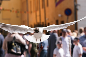 Black-headed gull flying