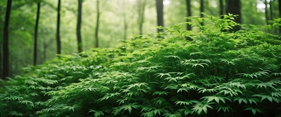 Fototapeta premium Minimal Abstract Green Foliage Background