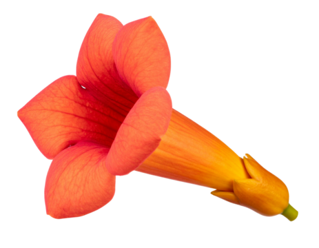 Side View of a Single Trumpet Vine Bloom with Curved Petal Edges, Transparent PNG”