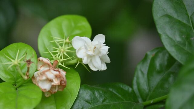 Jasminum sambac flower. The flower may be used as a fragrant ingredient in&nbsp;perfumes&nbsp;and&nbsp;jasmine tea. In India known as&nbsp;Mogra flower and beli flower. Its other names Arabian jasmine and Sambac jasmine.