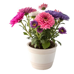 Fototapeta premium Potted Chrysanthemum Blooms in Vibrant Hues on transparent background