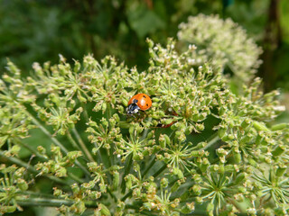 A vibrant ladybug with black spots rests on a cluster of green, developing dill seeds under natural sunlight