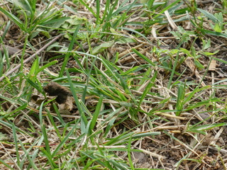 Close-up of green grass and dry straw blades on the ground in a natural setting.